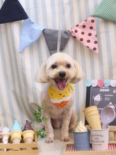 20250529メルくん